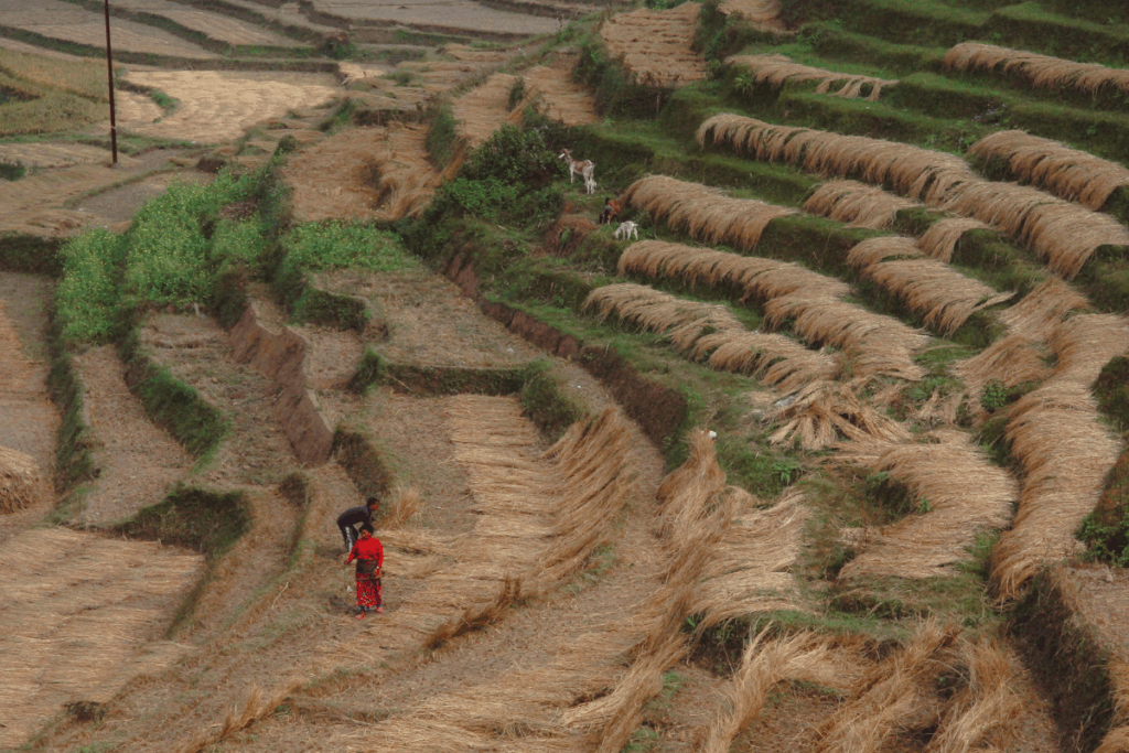 macro trends 2025 illustrating regenerative culture, interconnected systems, and resilience during global disruption